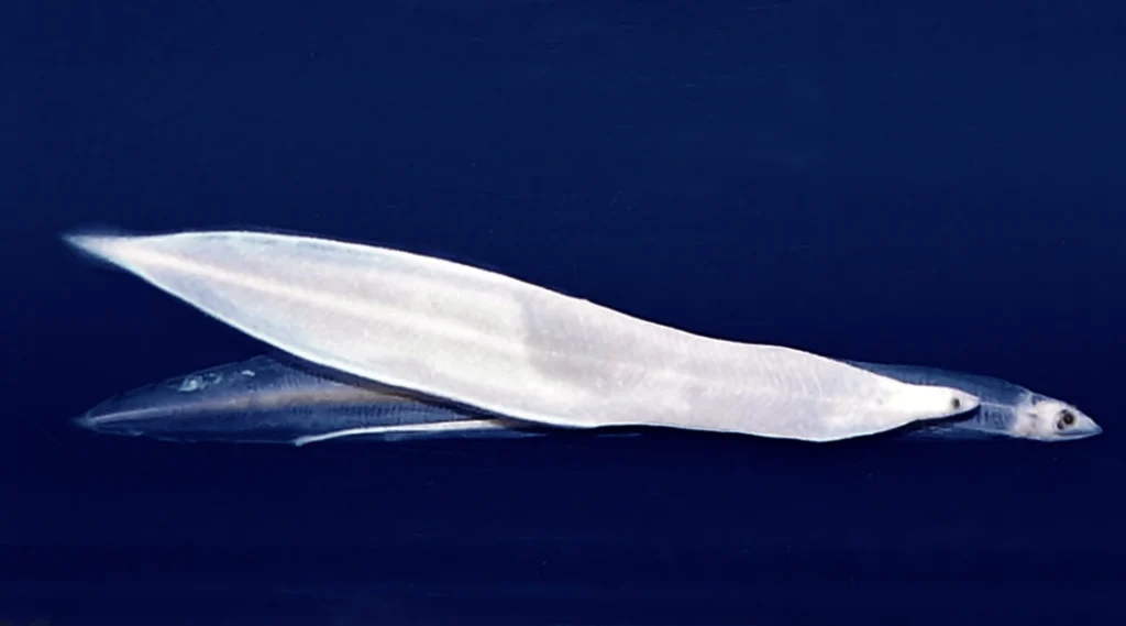 Leptocephalus - Glasaal Stadium