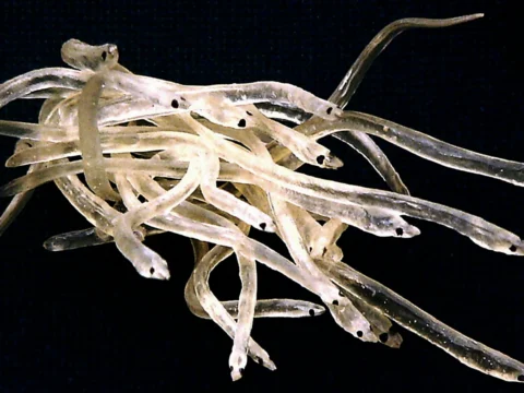 Das Stadium der Glasaale