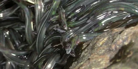 Glasaalbesatz: Das Dilemma und die Zukunft des Aalbesatzes