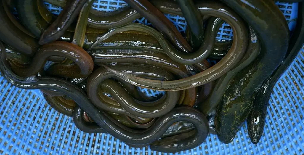 anguilla marmorata