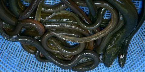 anguilla marmorata