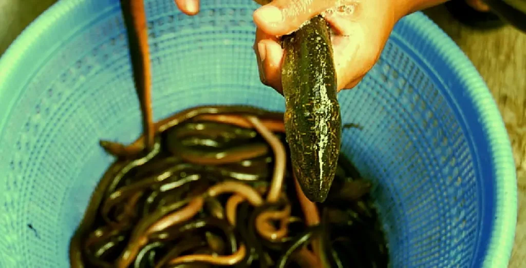 a. marmorata
